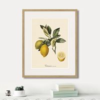 картина: juicy fruit lithography №3, 1870г. в Ставрополе