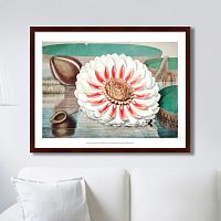 картина: a gigantic water lily in bloom, 1870г. в Ставрополе