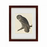 картина: great gray owl, 1834 в Ставрополе