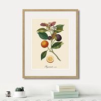 картина: juicy fruit lithography №11, 1870г. в Ставрополе