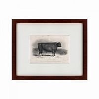 картина: a devon bull, 1849 в Ставрополе
