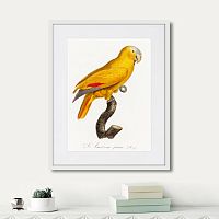 картина: beautiful parrots №1, 1872г. в Ставрополе