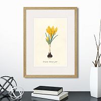 картина: botany illustration №10, 1836г. в Ставрополе