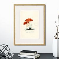 картина: botany illustration №5, 1836г. в Ставрополе
