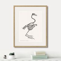 картина: sarcoramphus gryphus , 1867г. в Ставрополе