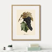 картина: juicy fruit lithography №12, 1870г. в Ставрополе