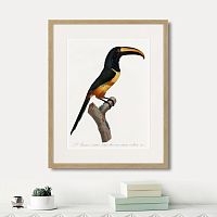 картина: beautiful toucans №4, 1806г. в Ставрополе