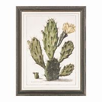постер opuntia cactus зеленый в Ставрополе