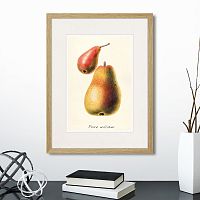 картина: botany illustration №16, 1836г. в Ставрополе