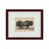 картина: bison, 1828 в Ставрополе