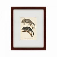 картина: des reptiles, 1705 в Ставрополе