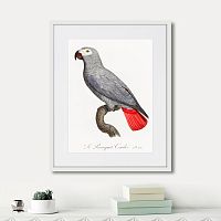 картина: beautiful parrots №2, 1872г. в Ставрополе