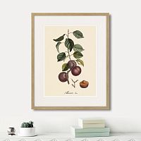 картина: juicy fruit lithography №6, 1870г. в Ставрополе