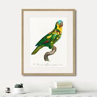 картина: beautiful parrots №11, 1872г. в Ставрополе