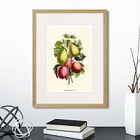 картина: botany illustration №20, 1836г. в Ставрополе