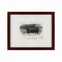 картина: a devon steer, 1869 в Ставрополе