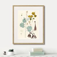 картина: fragmenta botanica №12, 1809г. в Ставрополе