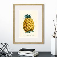 картина: botany illustration №17, 1836г. в Ставрополе