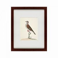 картина: the brown bird в Ставрополе