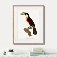 картина: beautiful toucans №1, 1806г. в Ставрополе