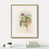 картина: bonaparte's parakeet, 1850г. в Ставрополе