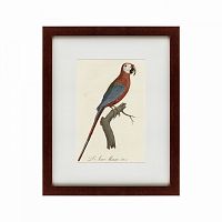 картина: ara macao (scarlet macaw), 1801 в Ставрополе