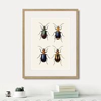 картина: assorted beetles №4, 1735г. в Ставрополе