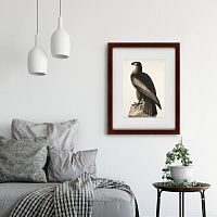 картина: great american sea eagle, 1837 в Ставрополе