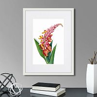 картина: caribian flora pink alpinia, 1740г. в Ставрополе