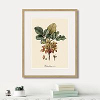 картина: juicy fruit lithography №8, 1870г. в Ставрополе
