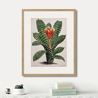 картина: exotic plants of the world №8, 1815г. в Ставрополе