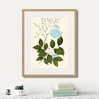 картина: fragmenta botanica №3, 1809г. в Ставрополе