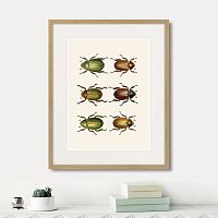 картина: assorted beetles №11, 1735г. в Ставрополе