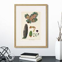 картина: botany illustration №2, 1836г. в Ставрополе