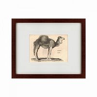 картина: arabian camel, 1809 в Ставрополе
