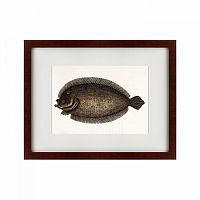 картина: sole fish, 1722 в Ставрополе