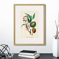 картина: botany illustration №24, 1836г. в Ставрополе