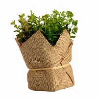 растение декоративное potted herb kolina в Ставрополе
