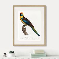 картина: beautiful parrots №12, 1872г. в Ставрополе