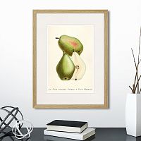 картина: botany illustration №19, 1836г. в Ставрополе