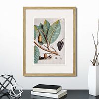 картина: exotic plants of the world №5, 1815 (ii) в Ставрополе