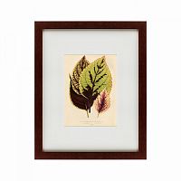 картина: les plantes a feuillage color, 1869 в Ставрополе