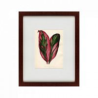картина: botanical leaf dracaena, 1870 в Ставрополе