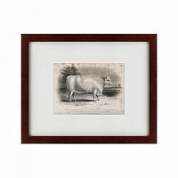 картина: a short horned bull, 1849 в Ставрополе