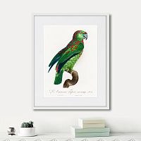 картина: beautiful parrots №4, 1872г. в Ставрополе