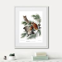 картина: eastern screech owl, 1845г. в Ставрополе