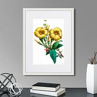 картина: caribian flora yellow allamanda, 1740г. в Ставрополе