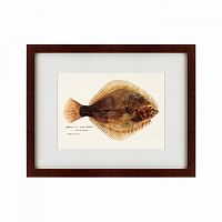 картина: southern pacific fish illustration, 1850 в Ставрополе