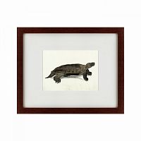 картина: a hand-painted illustration of an arakan forest turtle, 1872 в Ставрополе