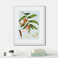 картина: himalaya plants white and orangered flowers, 1869г. в Ставрополе